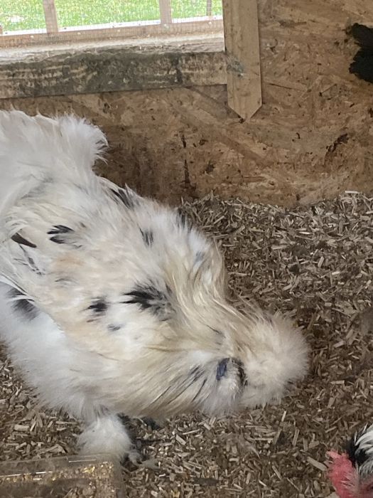 Koguty silki - nadwyżka