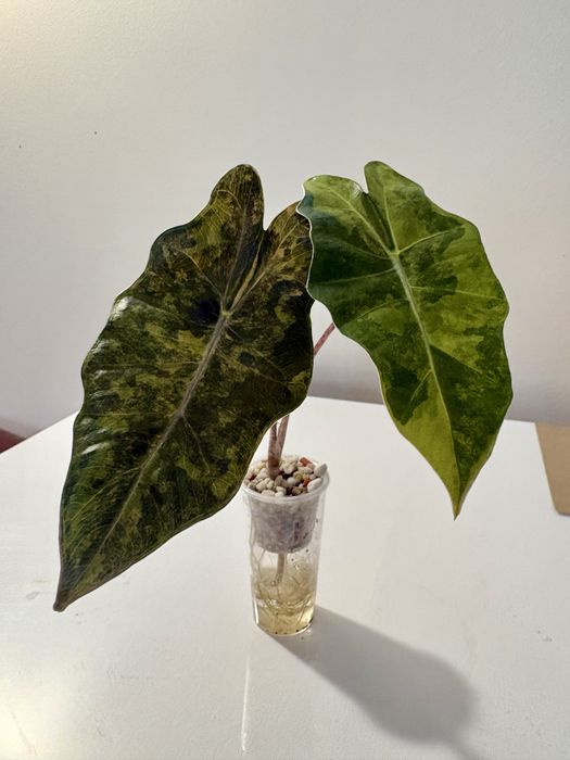 Alokazja pseudosanderiana aurea