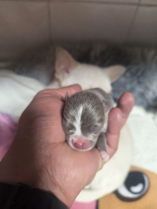 Machinho Chihuahua