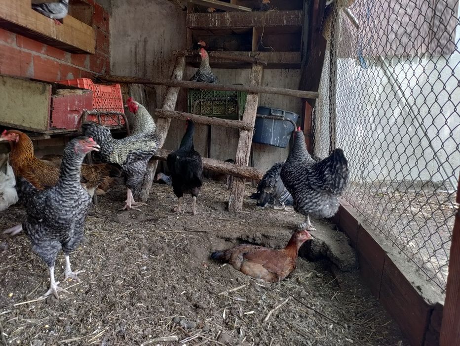 Aves de Capoeira - Galos e Galinhas - LER DESCRIÇÃO