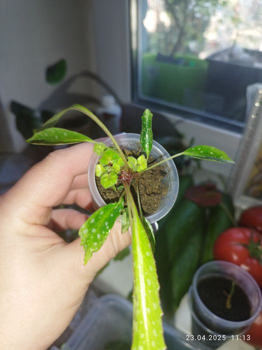 Бегонія Amphioxus, Autumn Ember