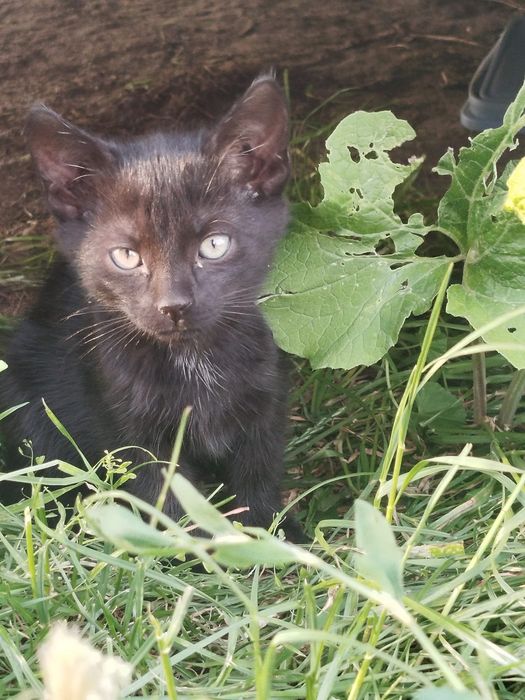 Do adopcji kotki