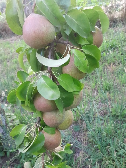 Venda de pêras sem químicos