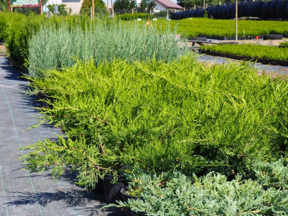 Tuja tuje żółte golden szmaragd 80-100cm