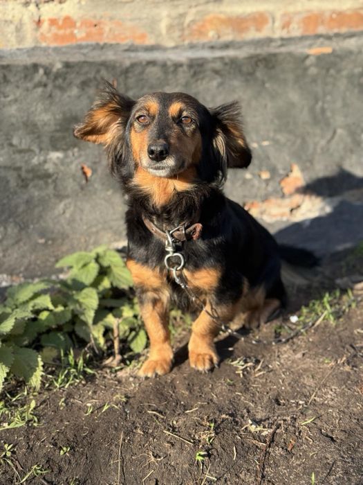 Щенята маленькі цуценята
