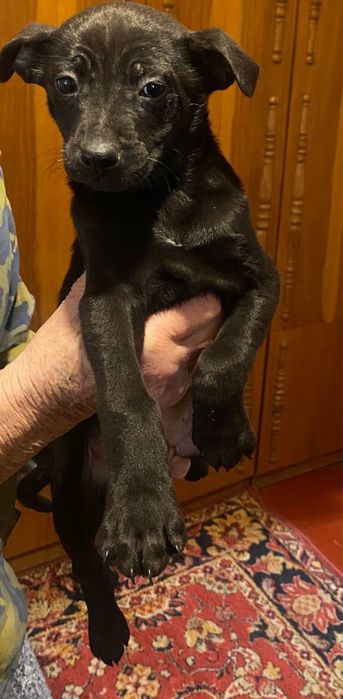 Цуценята (1 хлопчик і 2 дівчинки) 1,5 місяці