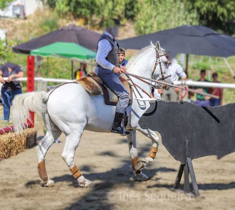 Cavalo Lusitano - Cruzado