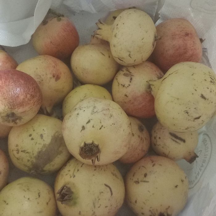 Vende se Romã biológica