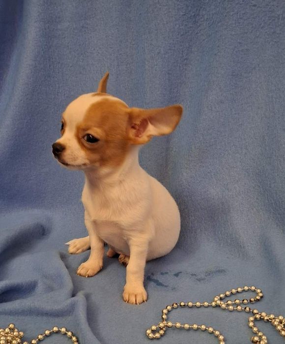 Śliczny piesek Chihuahua