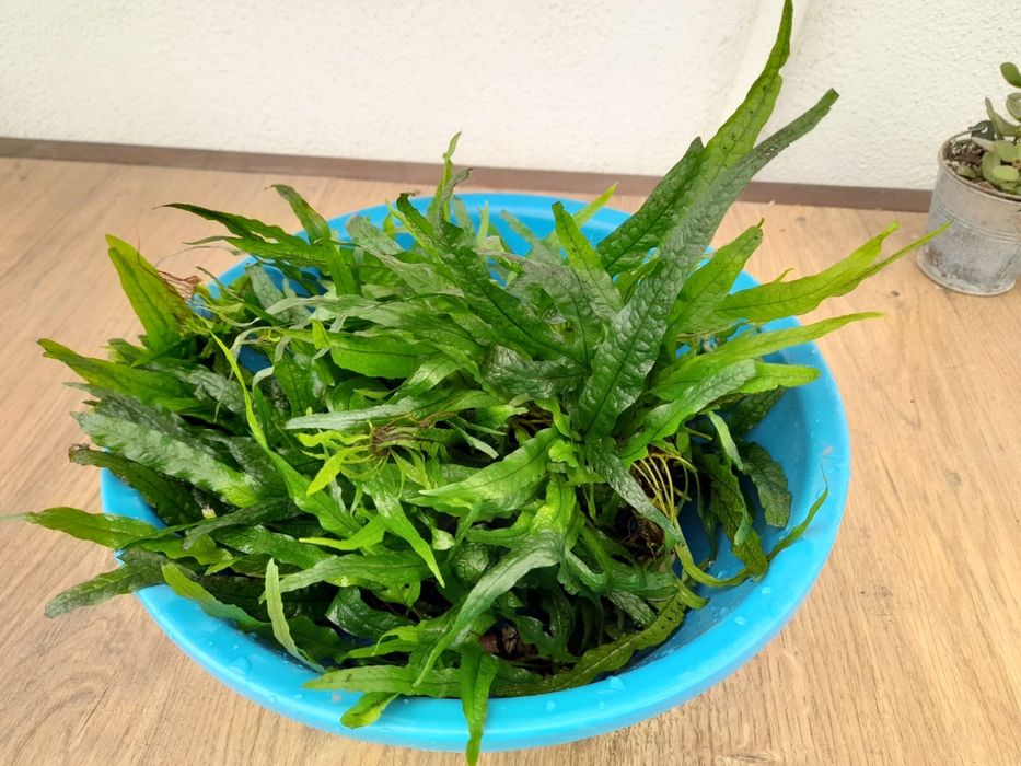 Plantas, troncos, peixes e camarões
