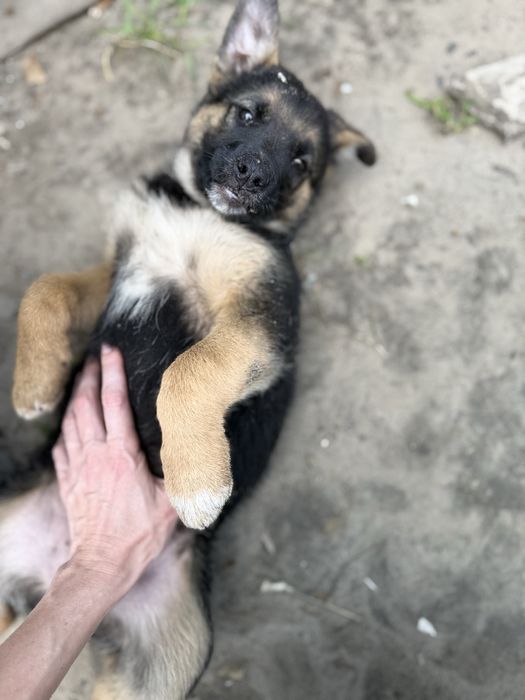 Цуценята безкоштовно