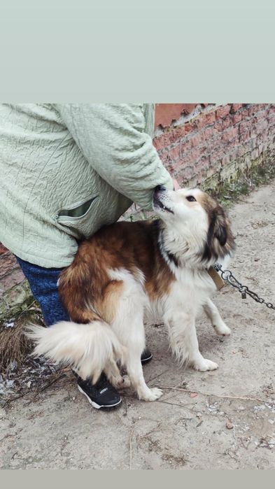 Отдам пса, возраст 5 лет, сидит на цепи сам