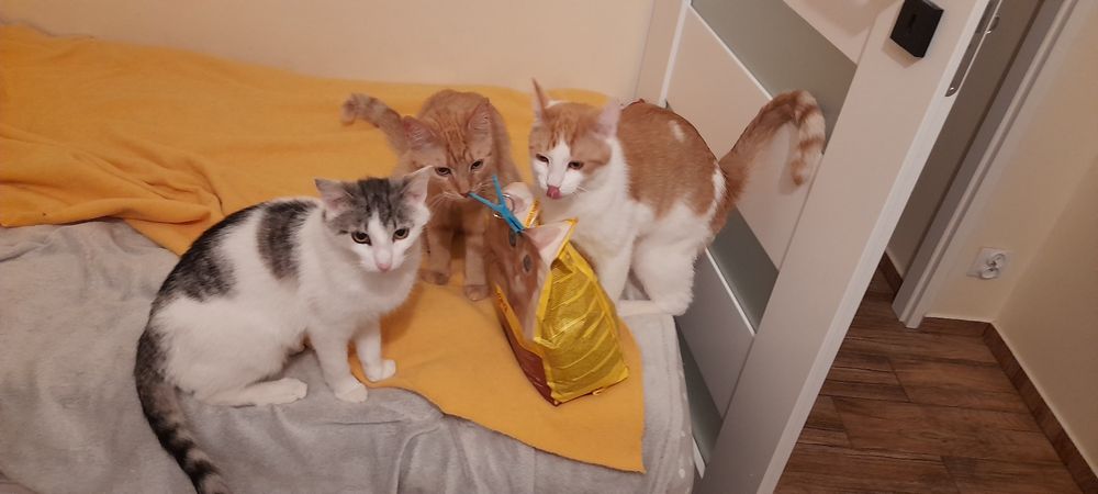 11 miesięczny rudobialy kotek szuka domku.