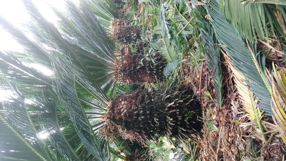 Cycas revolutia