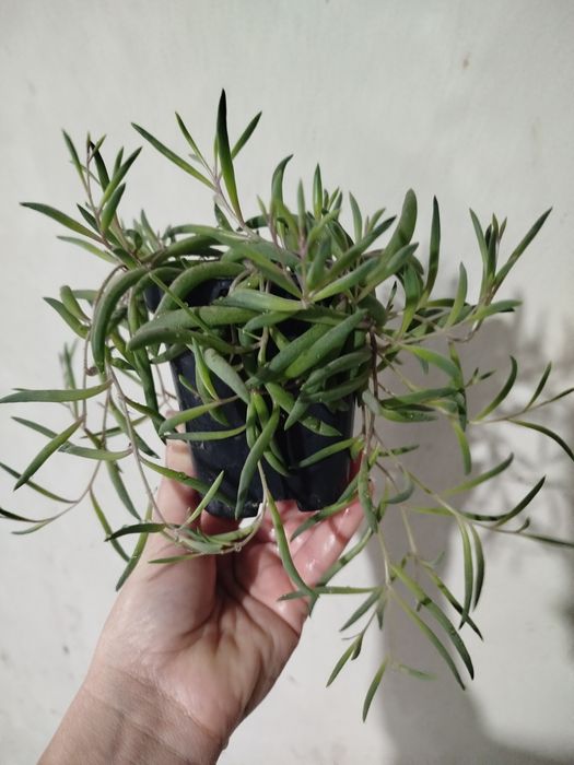 Крестовнік оттона.