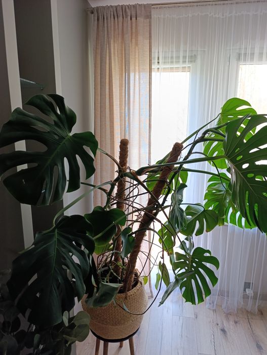 Duża monstera - polecam