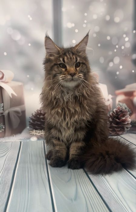 Мейн кун шикарный мальчик