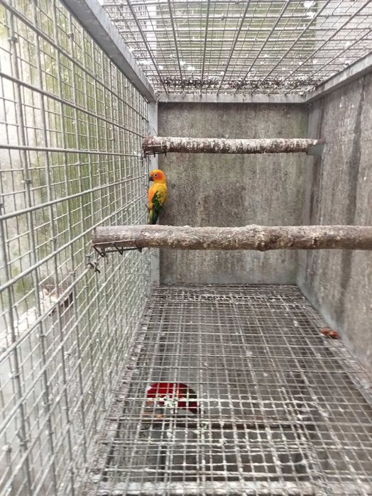 Vários Ring necks para cedencia