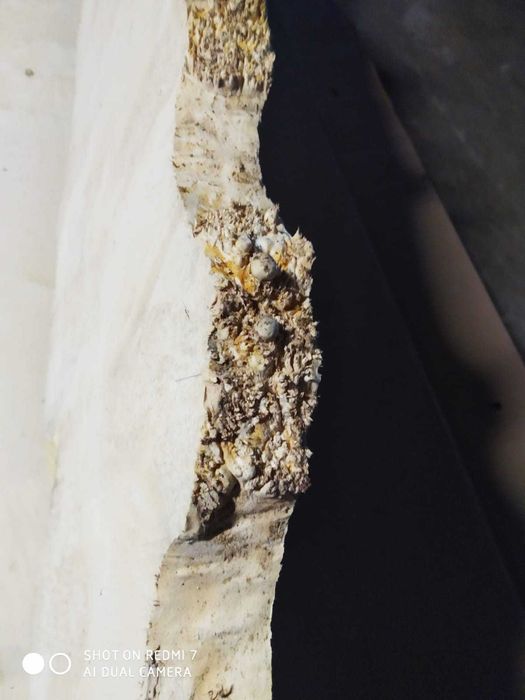 foszty deski na stół