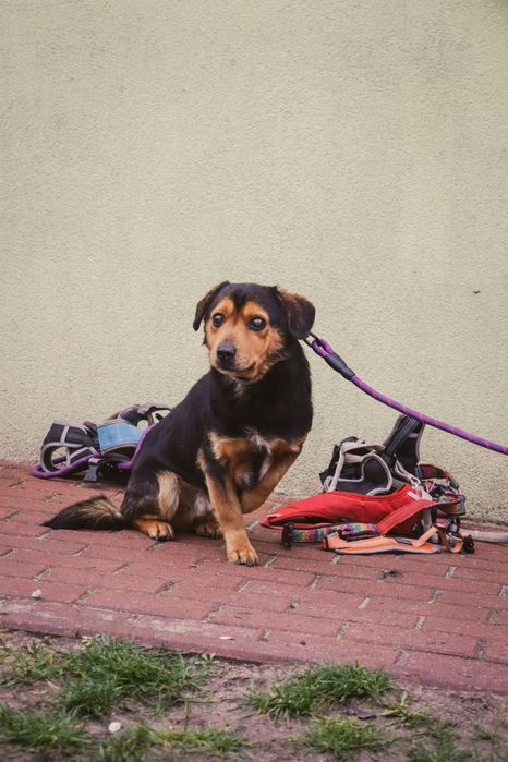 Travisek kochamy samczyk