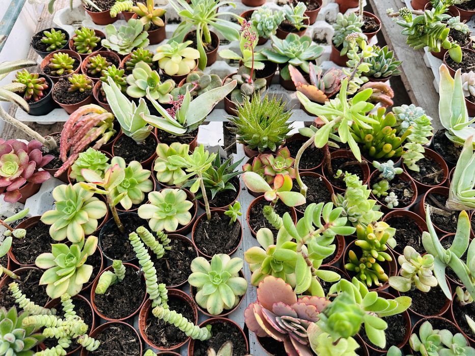 50 suculentas várias cores e formatos
