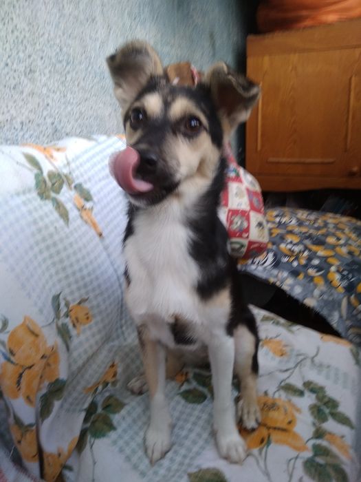 Шустрик Камилла 6мес. Сторожевая маленькая собачка!