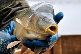 Karpie tuszki filety dzwonki