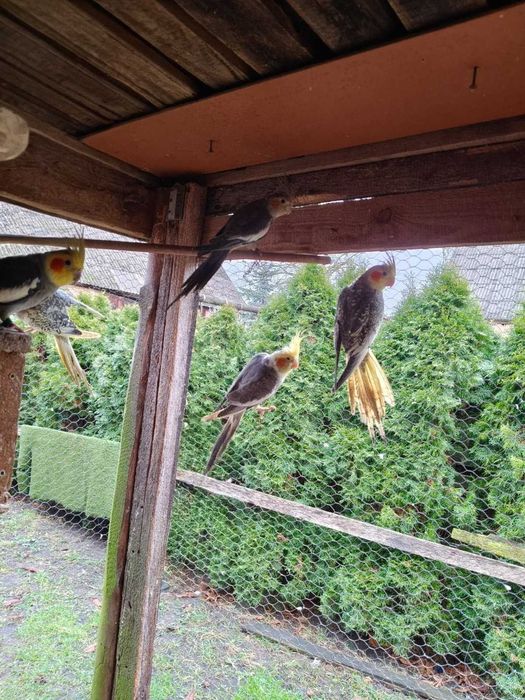 Papugi Nimfy sprzedam