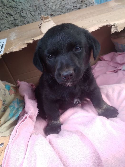 Безкоштовно цуценята