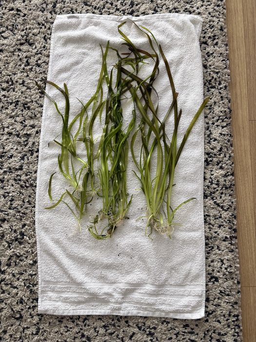 Echinodorus akwarium