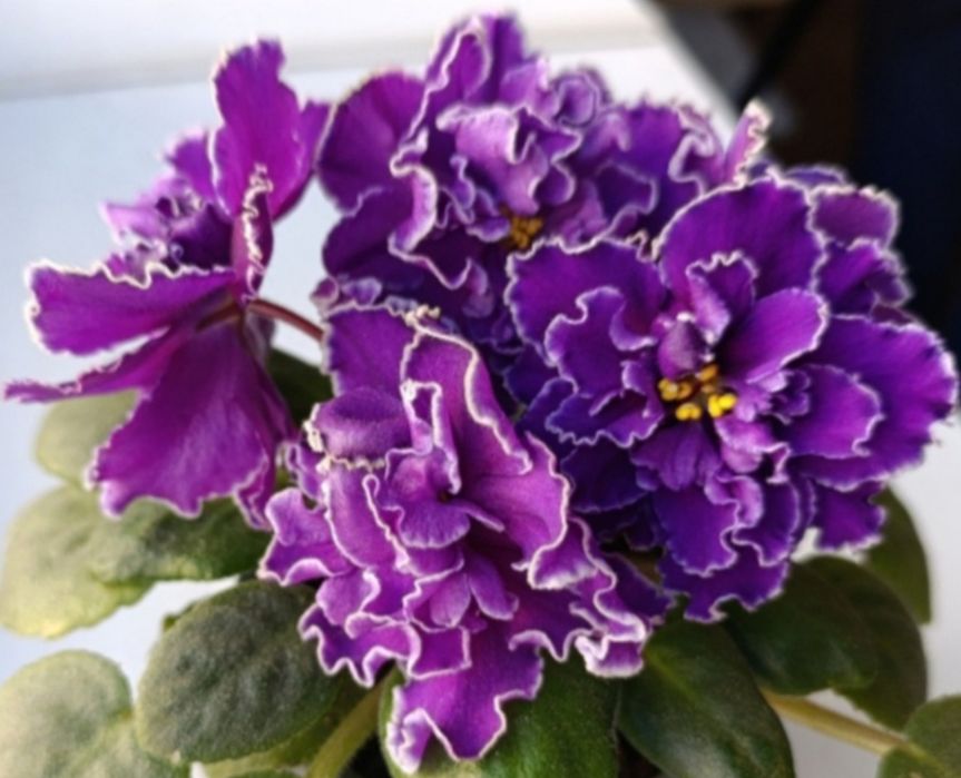 Фіалки сортові дітки. Набір #2 фіалок діток- 4шт