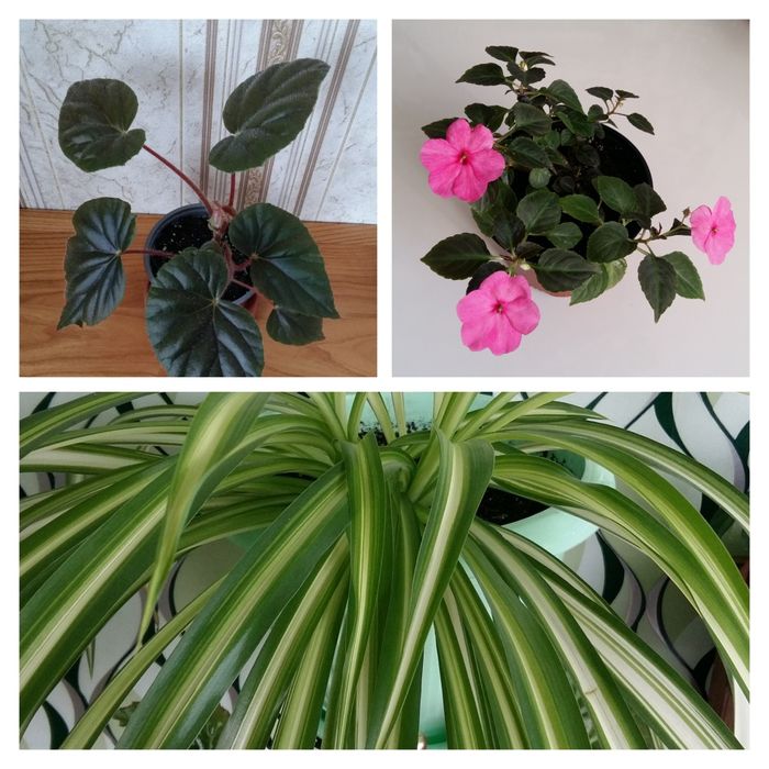 Продам домашні квіти