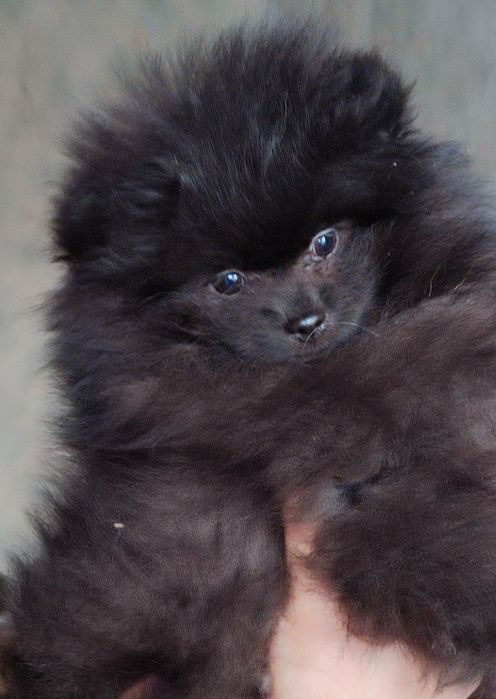 Продаю цуценя Шпіца (хлопчик)