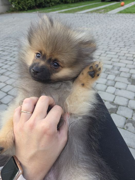 Piesek Szpic Miniaturowy Pomeranian Boo chłopczyk
