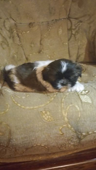 Szczeniak shih tzu
