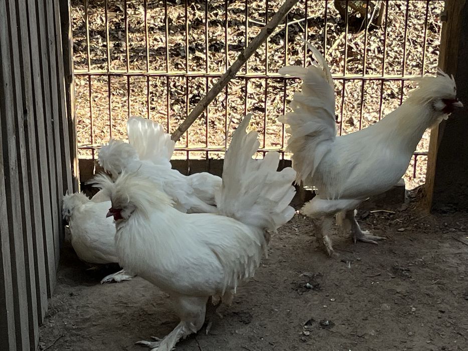 Sułtan-jaja lęgowe