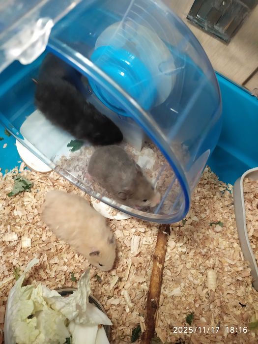 Хомяки, джунгарские хомяки