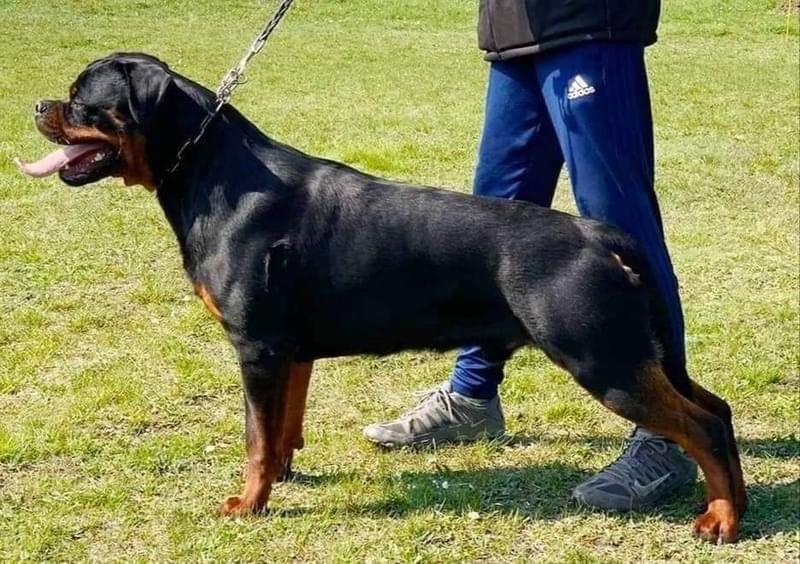 Rottweiler - piękny szczeniak - suka (samica)