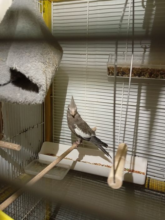 Kakarikis e caturras