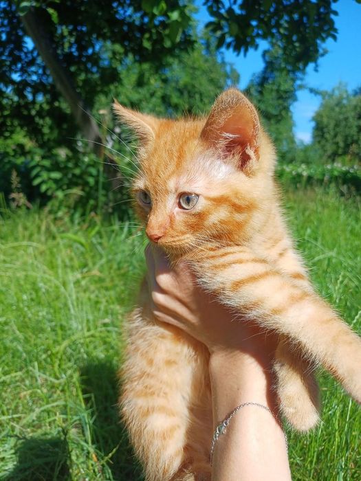 Віддам кошенят безкоштовно
