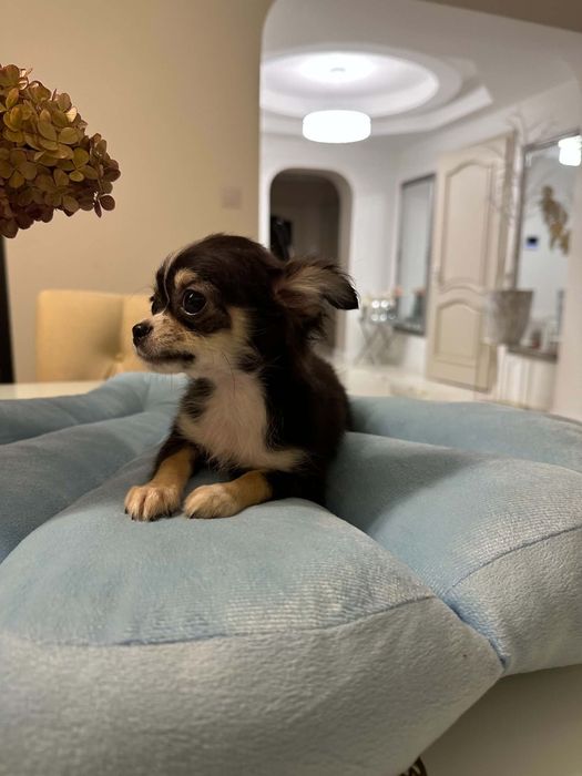 Sliczny chlopiec Chihuahua  dlugowlosy