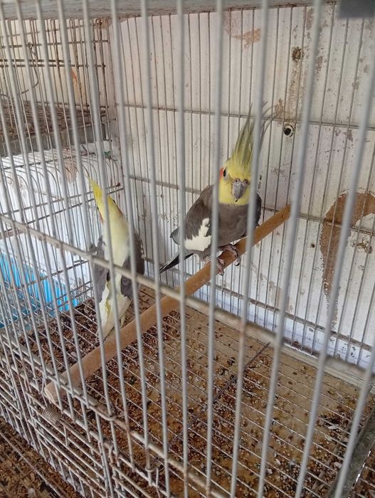 Casal caturras nunca criaram