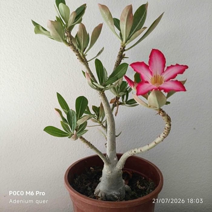 planta rosa do deserto
