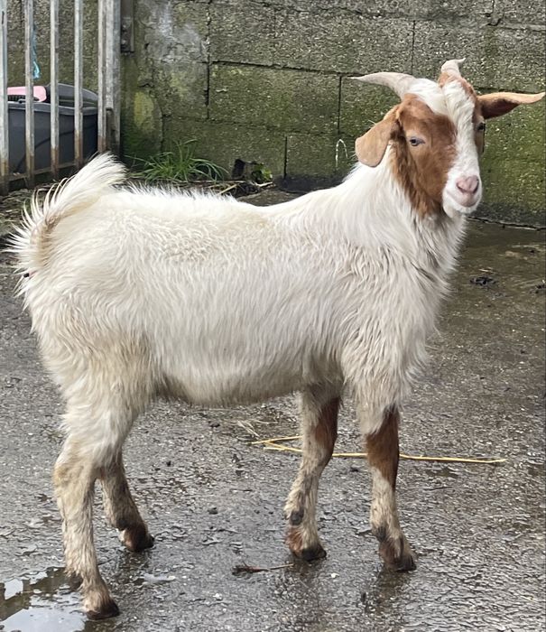 1  cabrito para futuro reprodutor cx de boer