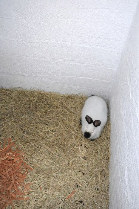 Króliki kalifornijskie I mieszane