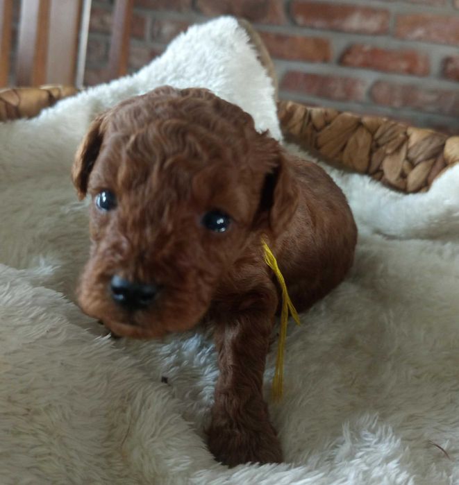 Pudel Toy w kolorze Brown