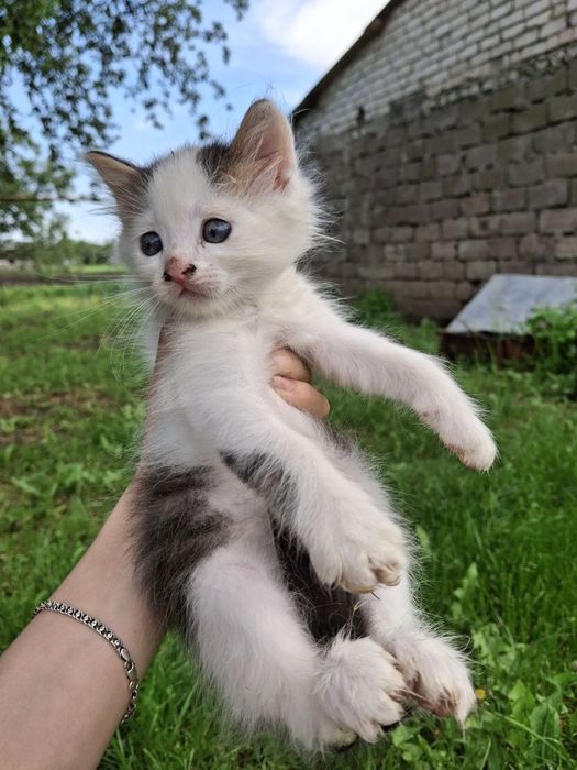 Відам кошенят в добрі руки
