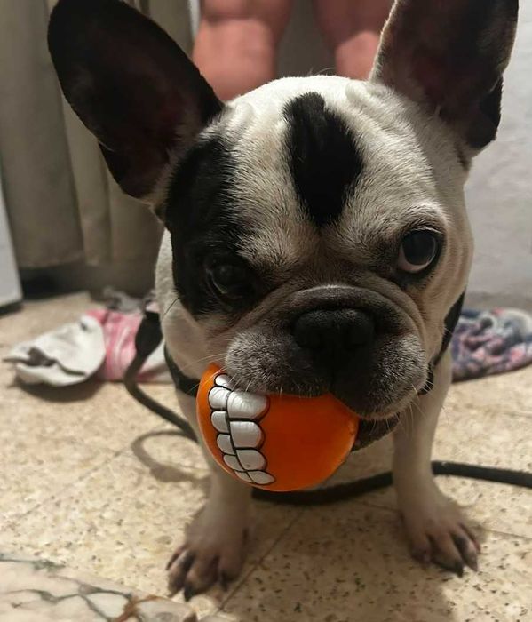 Bulldog Francês para adotar