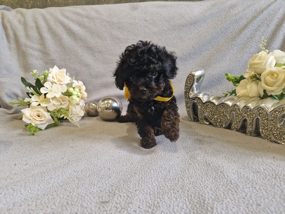 Cavapoo f1b toy piesek