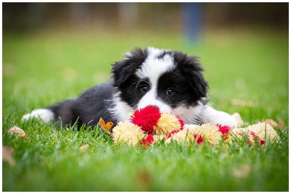 Border Collie ZKwP FCI